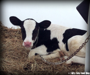 Little cow at Richardson's Ice Cream in Middleton, Mass.