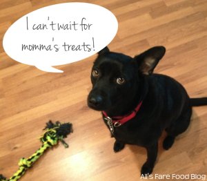 Dakota waiting for treats